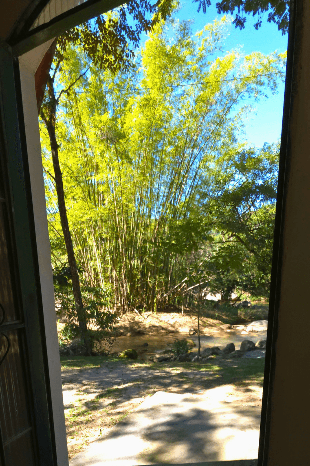 Erica, foto 5
